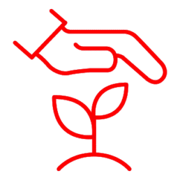 Enraizada